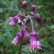 Image of Senecio callosus Sch. Bip.