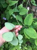 Imagem de Clematis versicolor Small