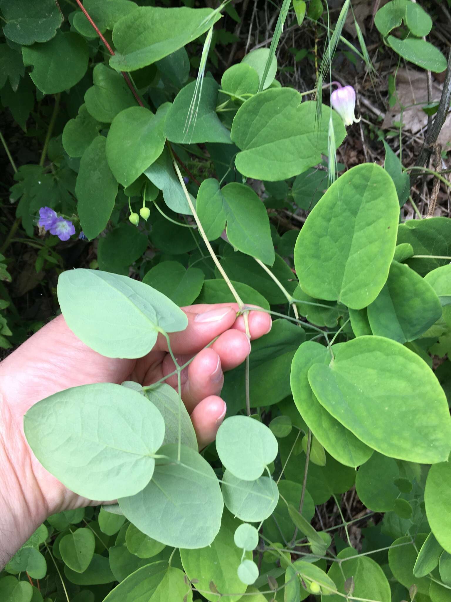 Imagem de Clematis versicolor Small