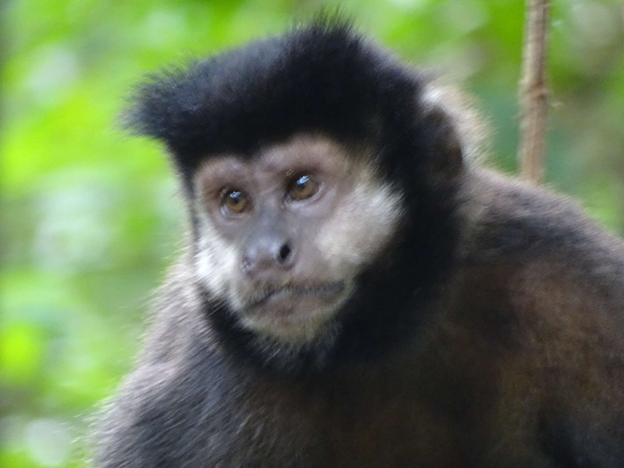 Image of Black Capuchin