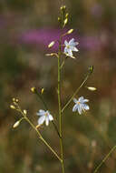 Image of Anthericum