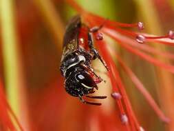 Image of Hylaeus littleri (Cockerell 1918)