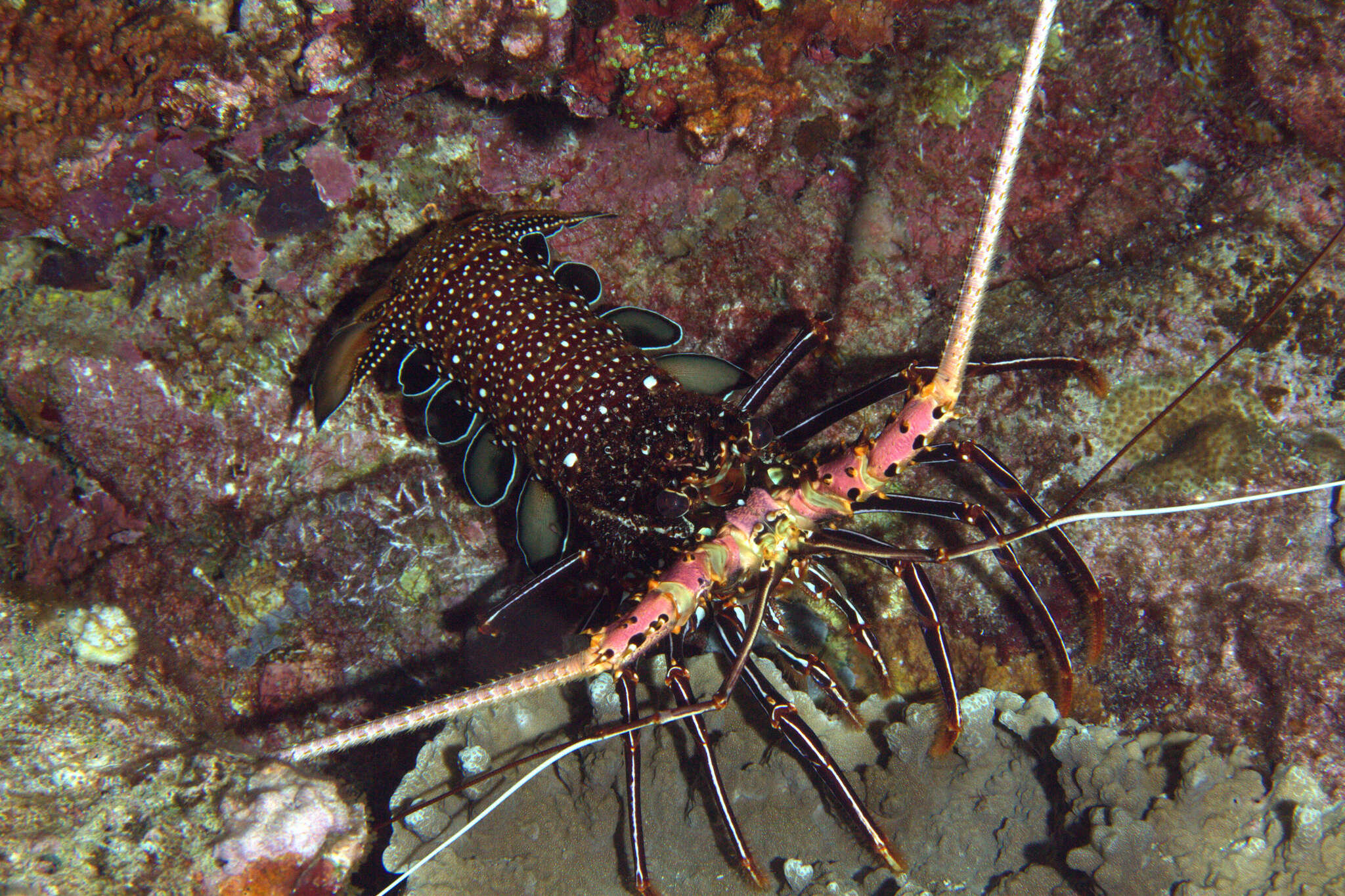 Image of Stripe-leg spiny lobster