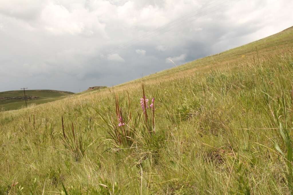 Image of Watsonia lepida N. E. Br.