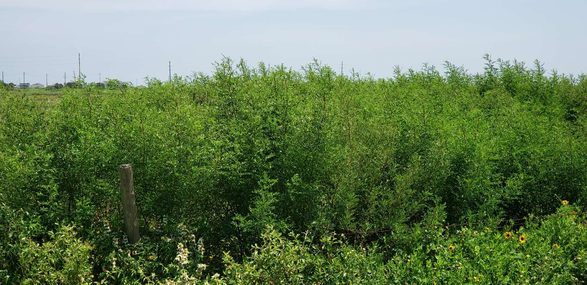 Imagem de Indigofera suffruticosa Mill.