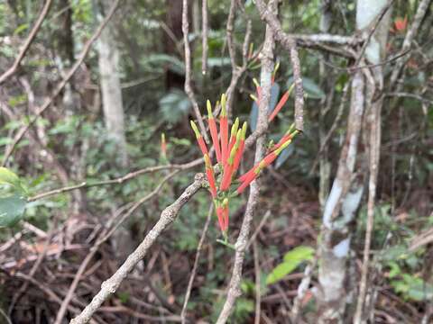 Imagem de Amylotheca dictyophleba (F. Müll.) Tieghem