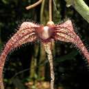 صورة Aristolochia macrocarpa Duch.