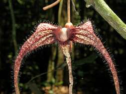 Image of Aristolochia macrocarpa Duch.