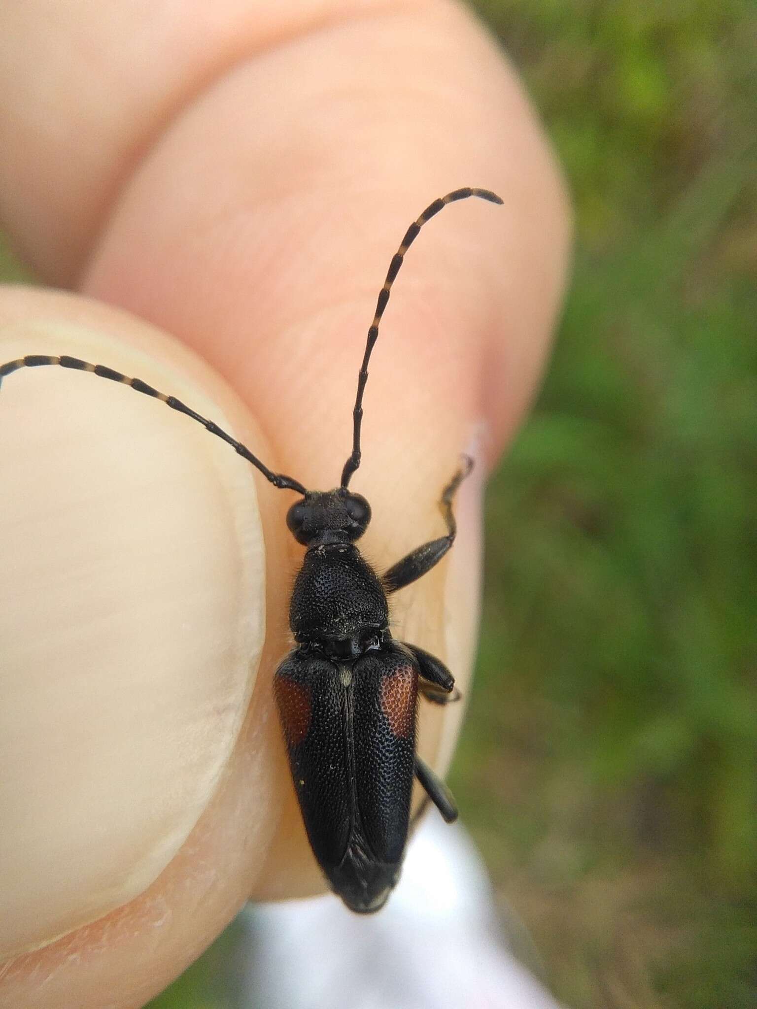 Image of Brachyleptura vagans (Olivier 1795)