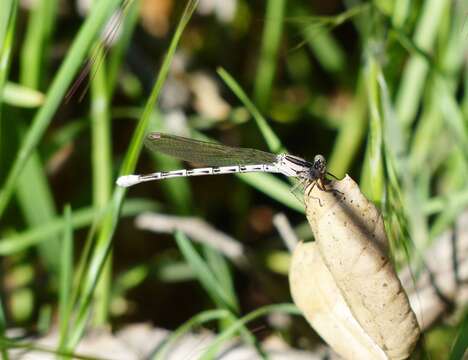 Imagem de Argia vivida Hagen ex Selys 1865