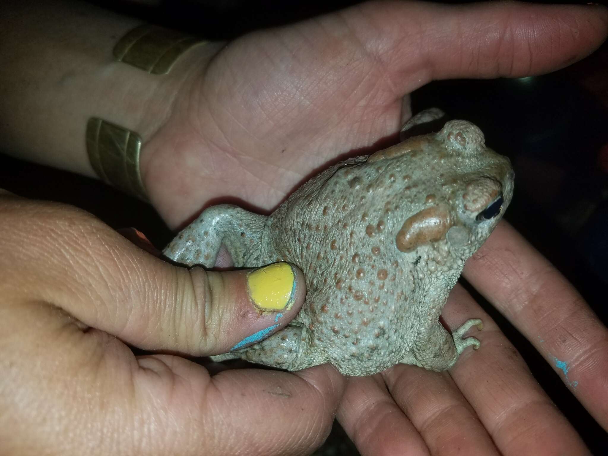 Image of southwestern toad