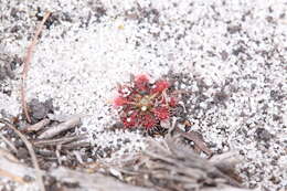 Image of Drosera patens Lowrie & Conran