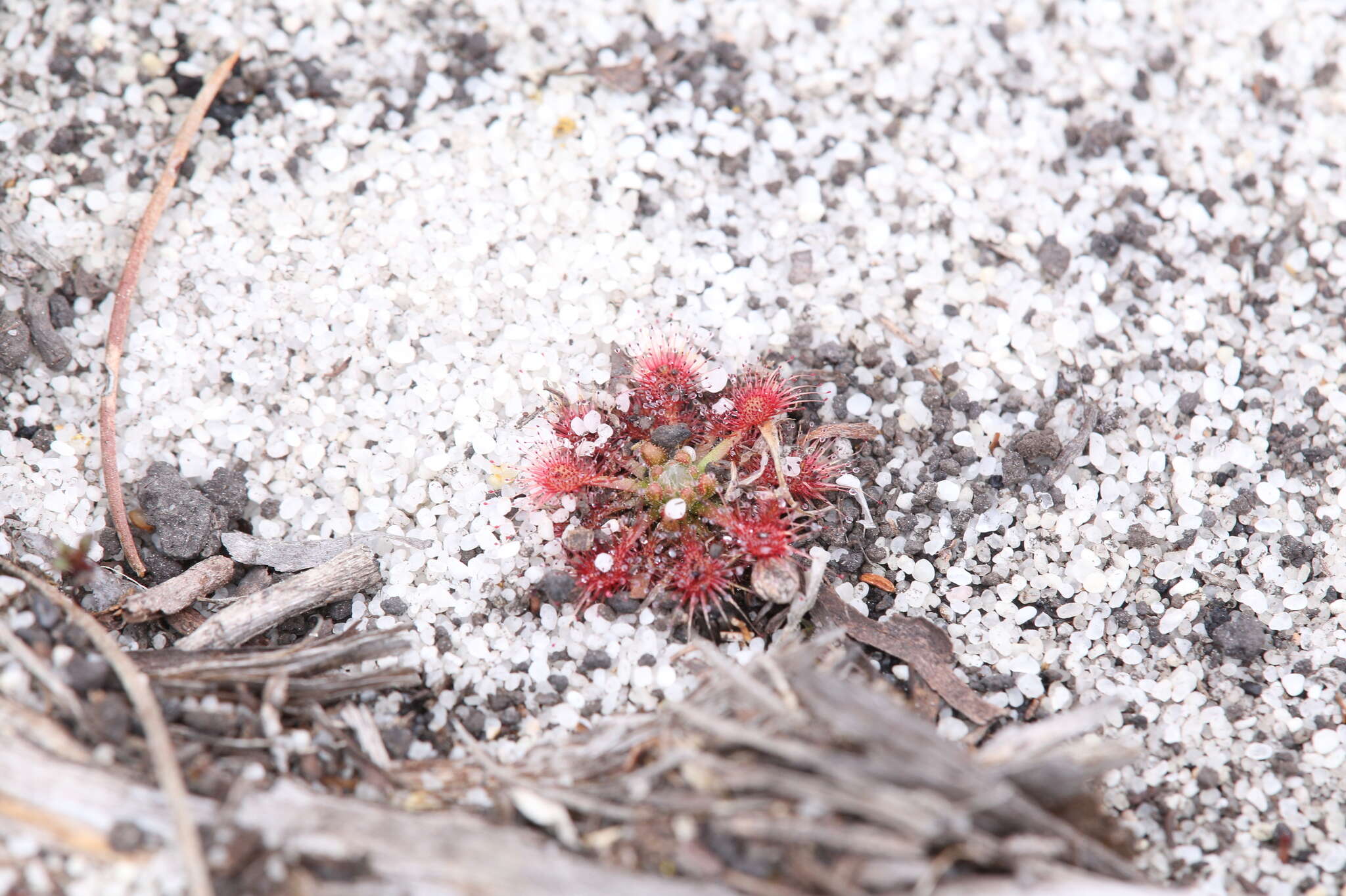 Image of Drosera patens Lowrie & Conran