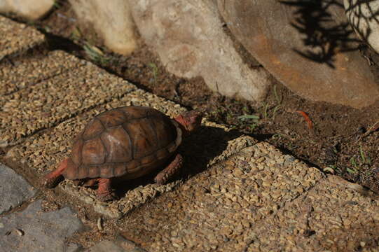 Image of Northern Tent Tortoise