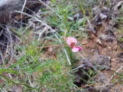 Image of Indigofera filipes Harv.