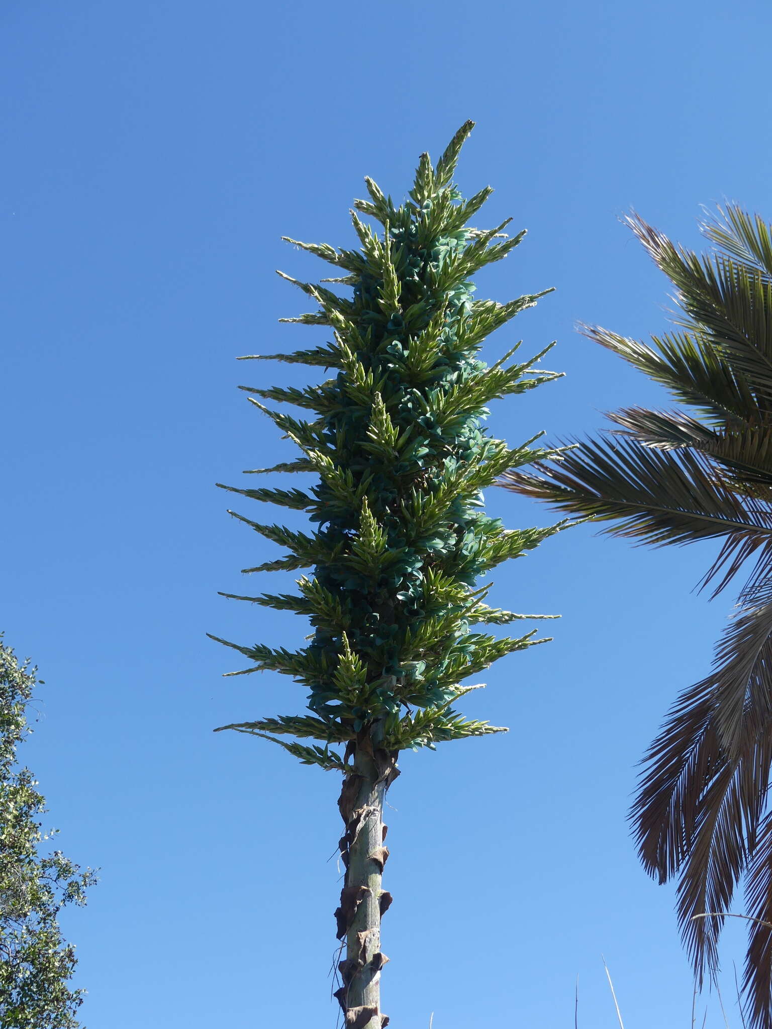 Puya alpestris subsp. zoellneri Zizka, J. V. Schneid. & Novoa的圖片