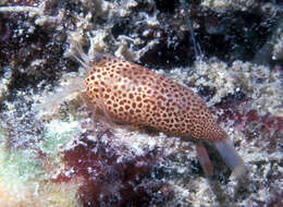 Image of Hawaiian cave shrimp