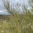 Image of Grevillea pterosperma F. Müll.