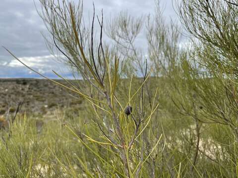 Image of Grevillea pterosperma F. Müll.