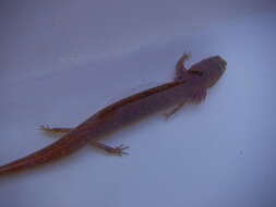 Image of Barton Springs Salamander
