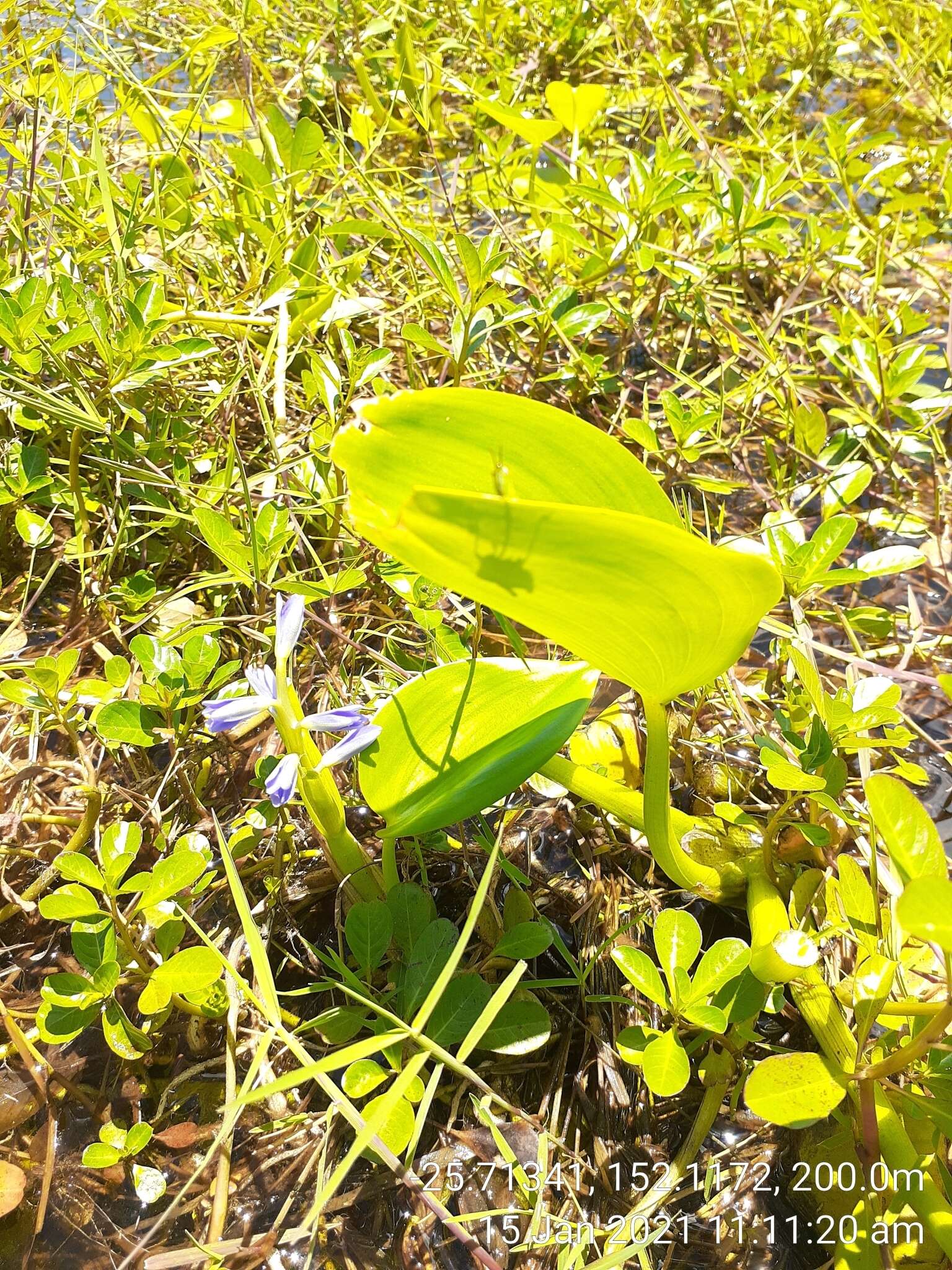 Image of <i>Pontederia cyanea</i>