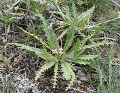 Imagem de Neotorularia torulosa (Desf.) Hedge & J. Léonard