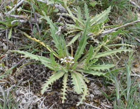 Image de Neotorularia torulosa (Desf.) Hedge & J. Léonard