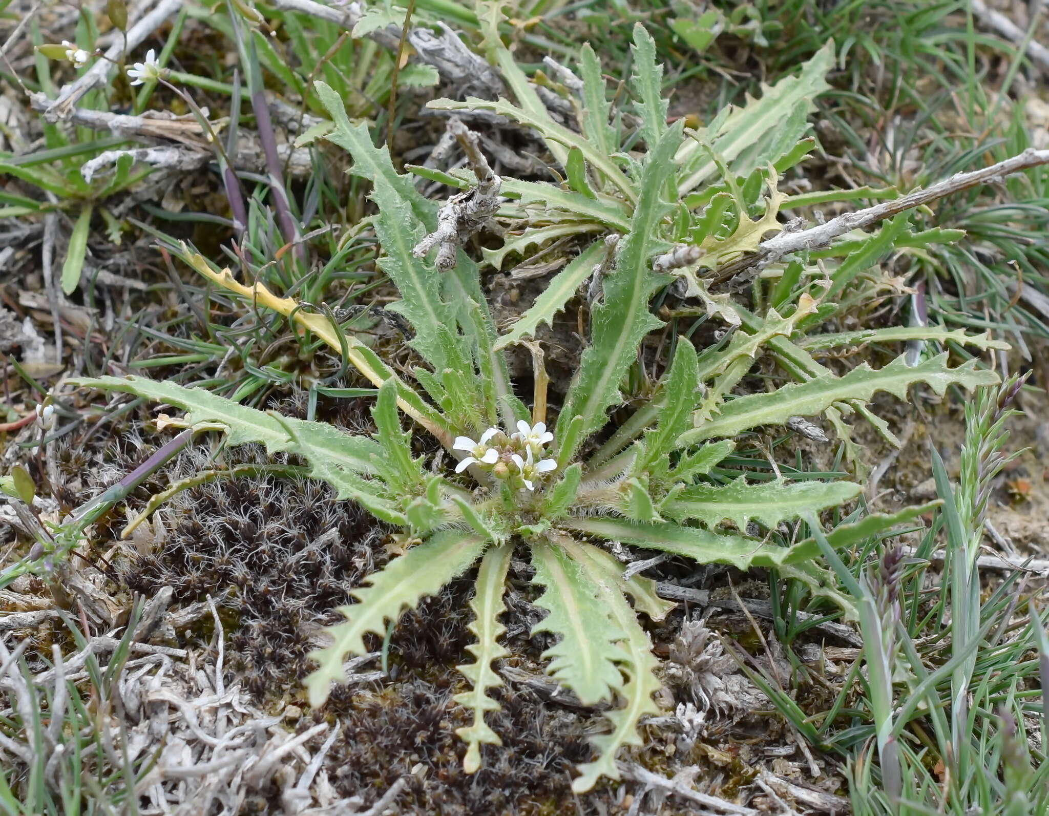 Image of Neotorularia torulosa (Desf.) Hedge & J. Léonard