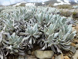 Image of Leucochrysum alpinum (F. Müll.) R. J. Dennis & N. G. Walsh