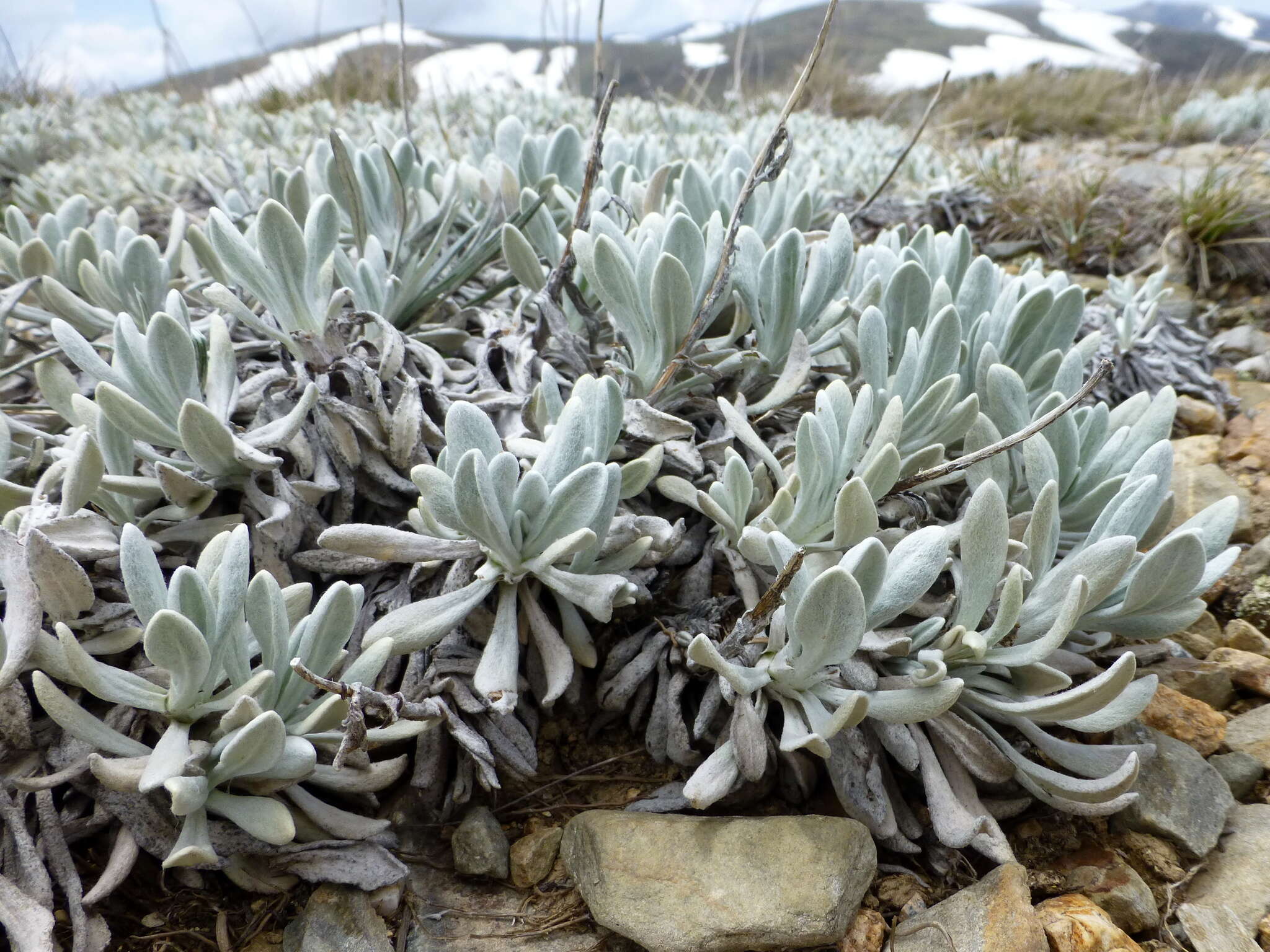 Слика од Leucochrysum alpinum (F. Müll.) R. J. Dennis & N. G. Walsh