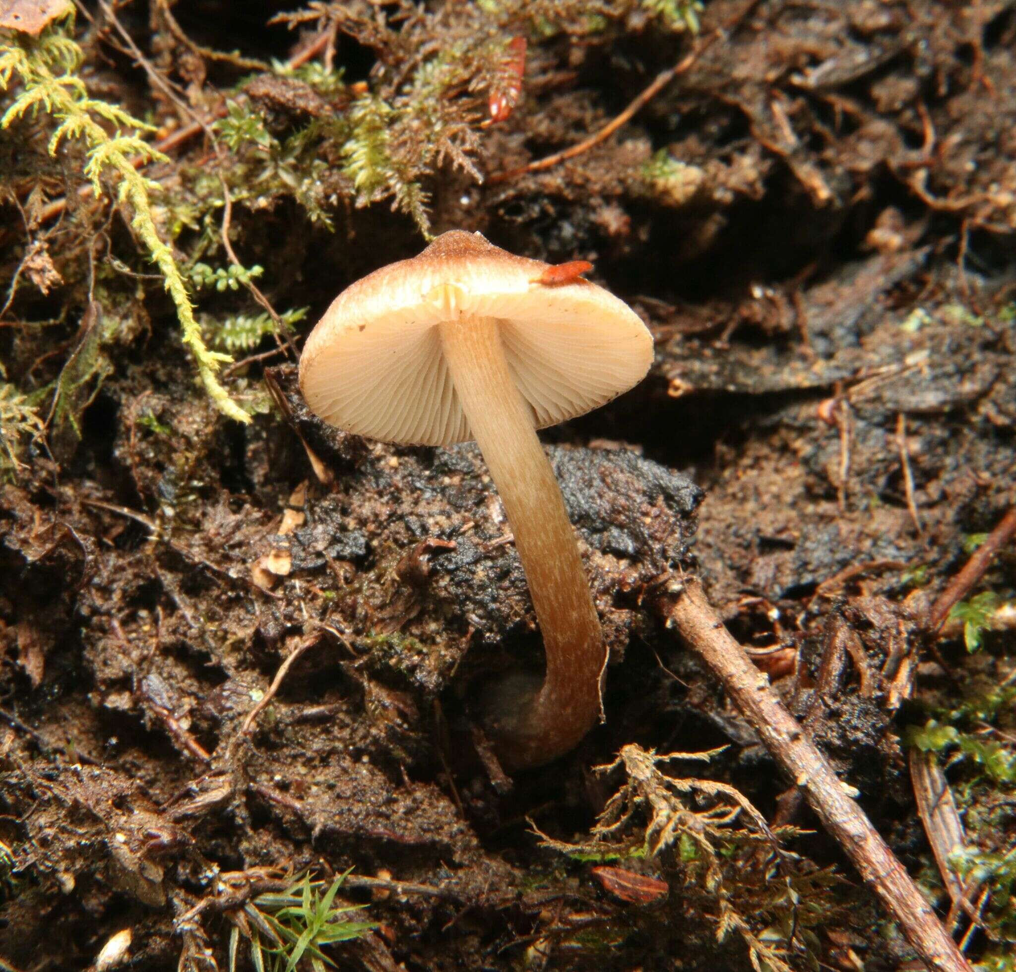 Image of Inocybe napipes J. E. Lange 1917