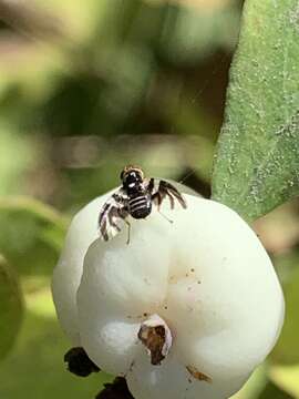 Image of Rhagoletis zephyria Snow 1894