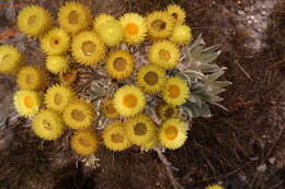 Image of Helichrysum nitens Oliv. & Hiern