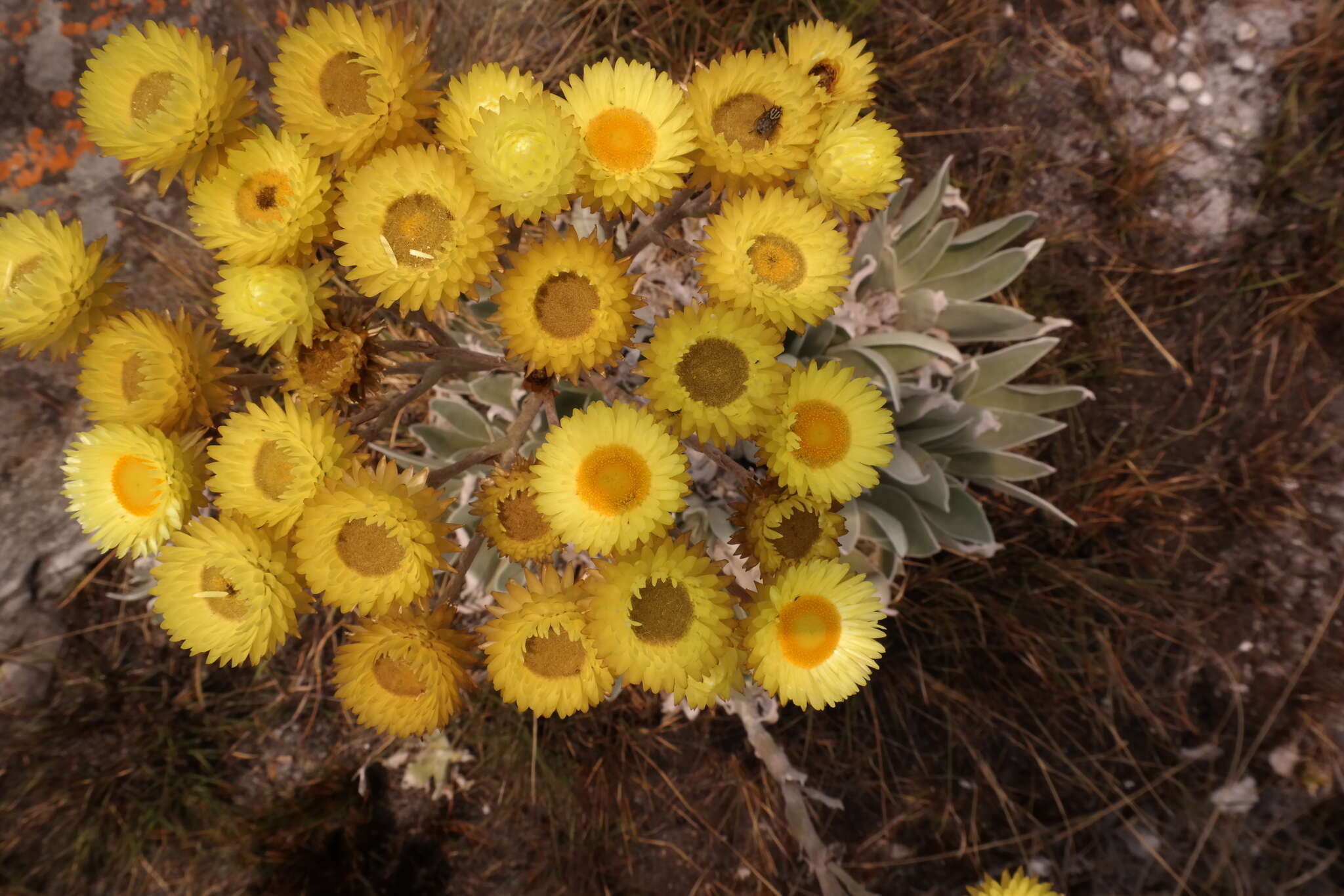 Imagem de Helichrysum nitens Oliv. & Hiern