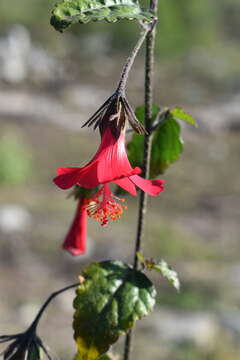 Image of Poeppig's rosemallow