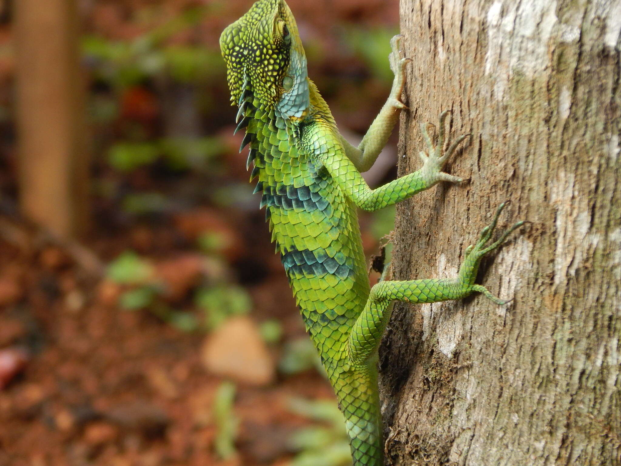 Image of Big Scaled Variable Lizard