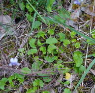 Image of Ivy-leaved Violet