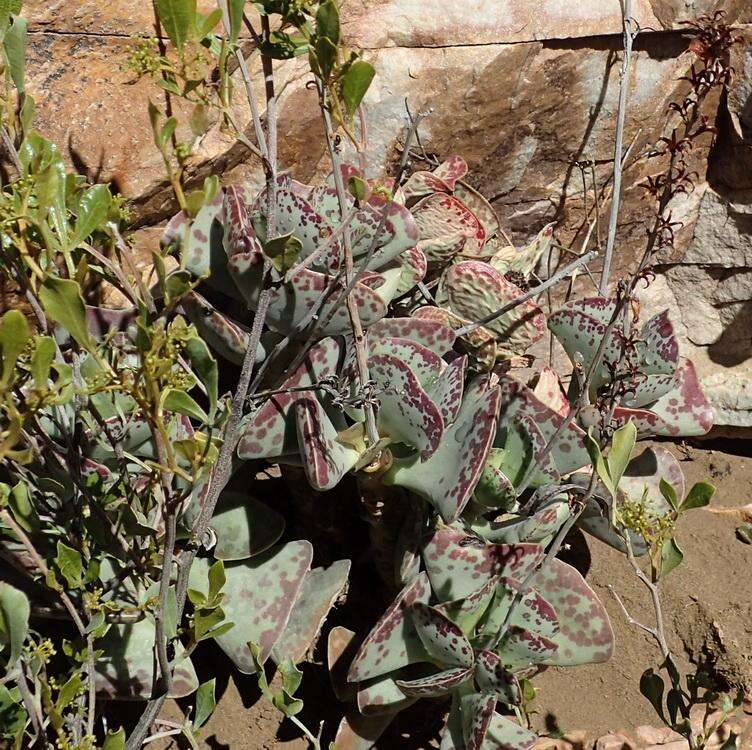 Sivun Adromischus triflorus (L. fil.) Berger kuva