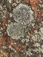 Image of disc lichen