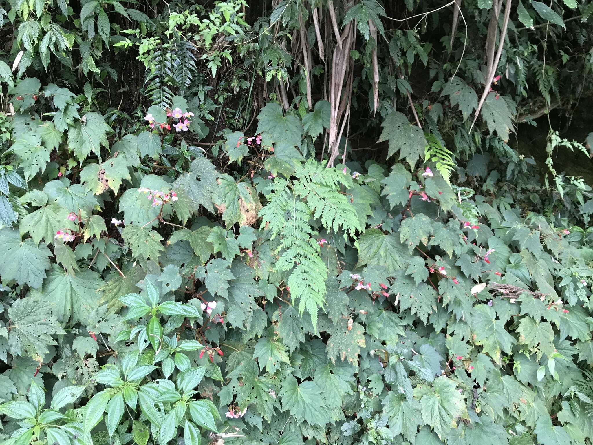 Image of Begonia palmata D. Don