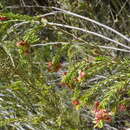 Image of Passerina obtusifolia Thoday