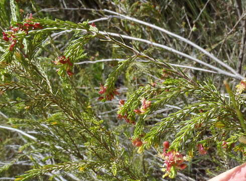 Image of Passerina obtusifolia Thoday