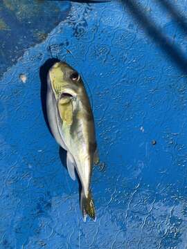 Image of Green Rrough-backed Puffer