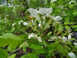 Image de Crataegus mollis (Torr. & Gray) Scheele