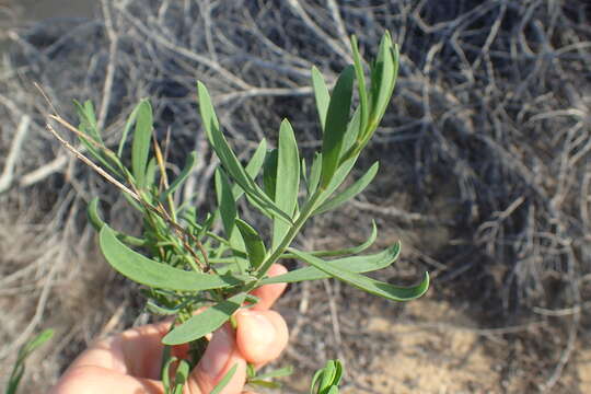 Image of Heliophila linearis (Thunb.) DC.