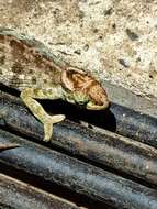 Image of Kilimanjaro Blade-horned Chameleon