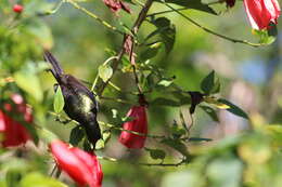 Image of Bronze Sunbird