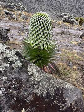 Imagem de Lobelia deckenii subsp. deckenii