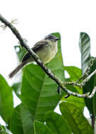 Image of Slaty-capped Flycatcher