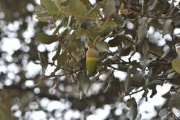 Image of Evergreen Oak